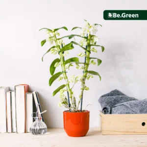 Orquídea Bambú Blanca