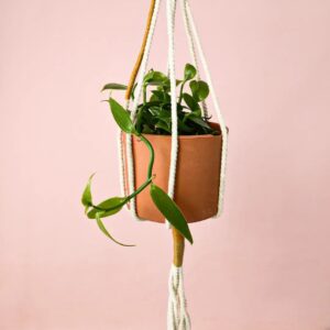 Orquídea Vanilla Planifolia