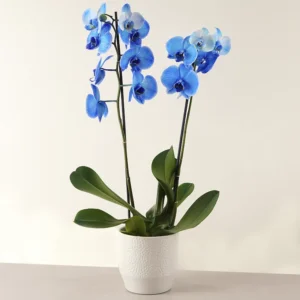 Orquídea Azul