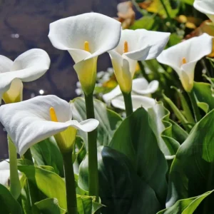 Callas Lirio de agua
