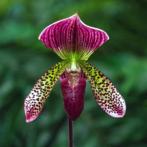 Orquídeas de todos los colores