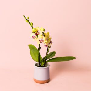Orquídea Amarilla Mini