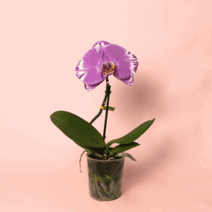 Orquídea Singolo Victorio